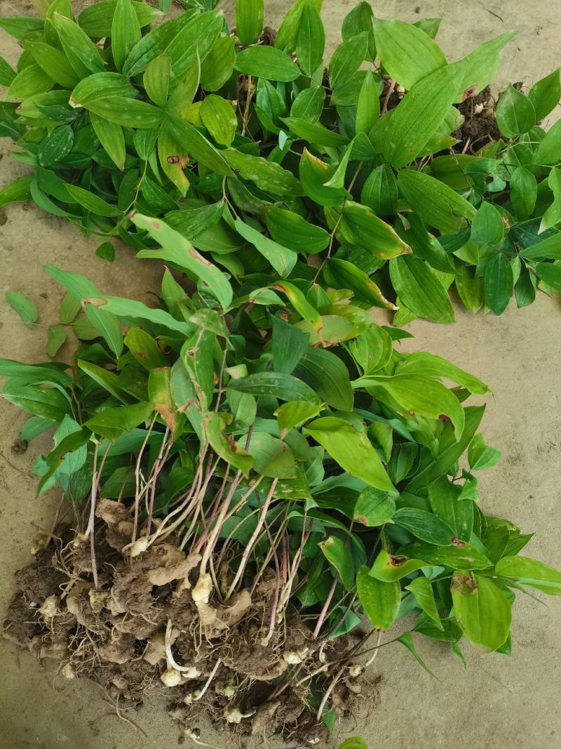 黄精种苗下半年是黄精种芽带播种技术方法。三年驯化苗