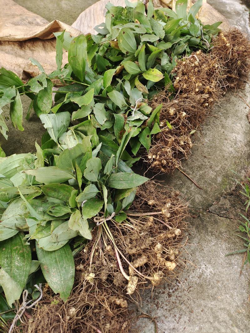 黄精种苗下半年是黄精种芽带播种技术方法。三年驯化苗