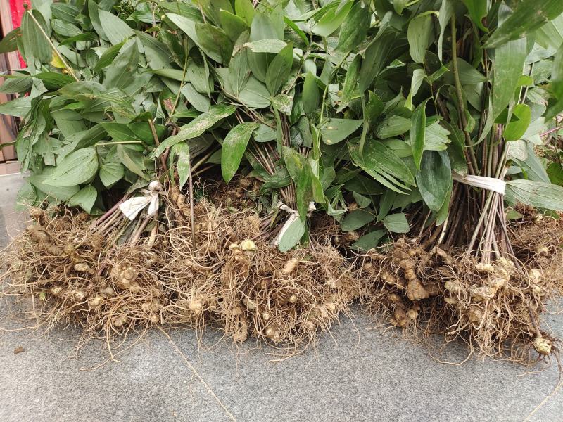 黄精种苗下半年是黄精种芽带播种技术方法。三年驯化苗