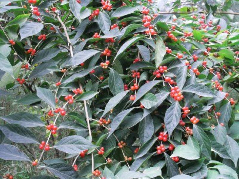 金银木种子花木绿化行道林木苗木植物树种子林木种子