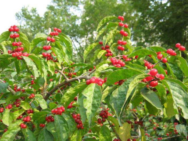 金银木种子花木绿化行道林木苗木植物树种子林木种子