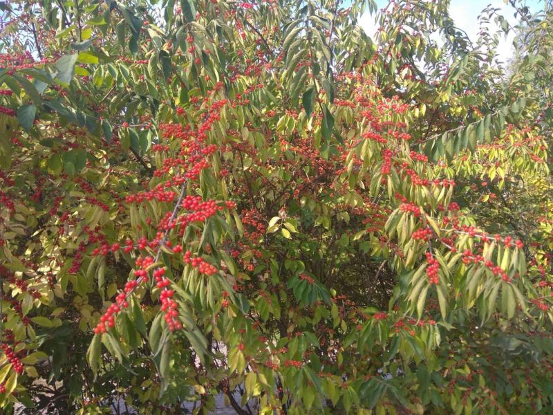 金银木种子花木绿化行道林木苗木植物树种子林木种子