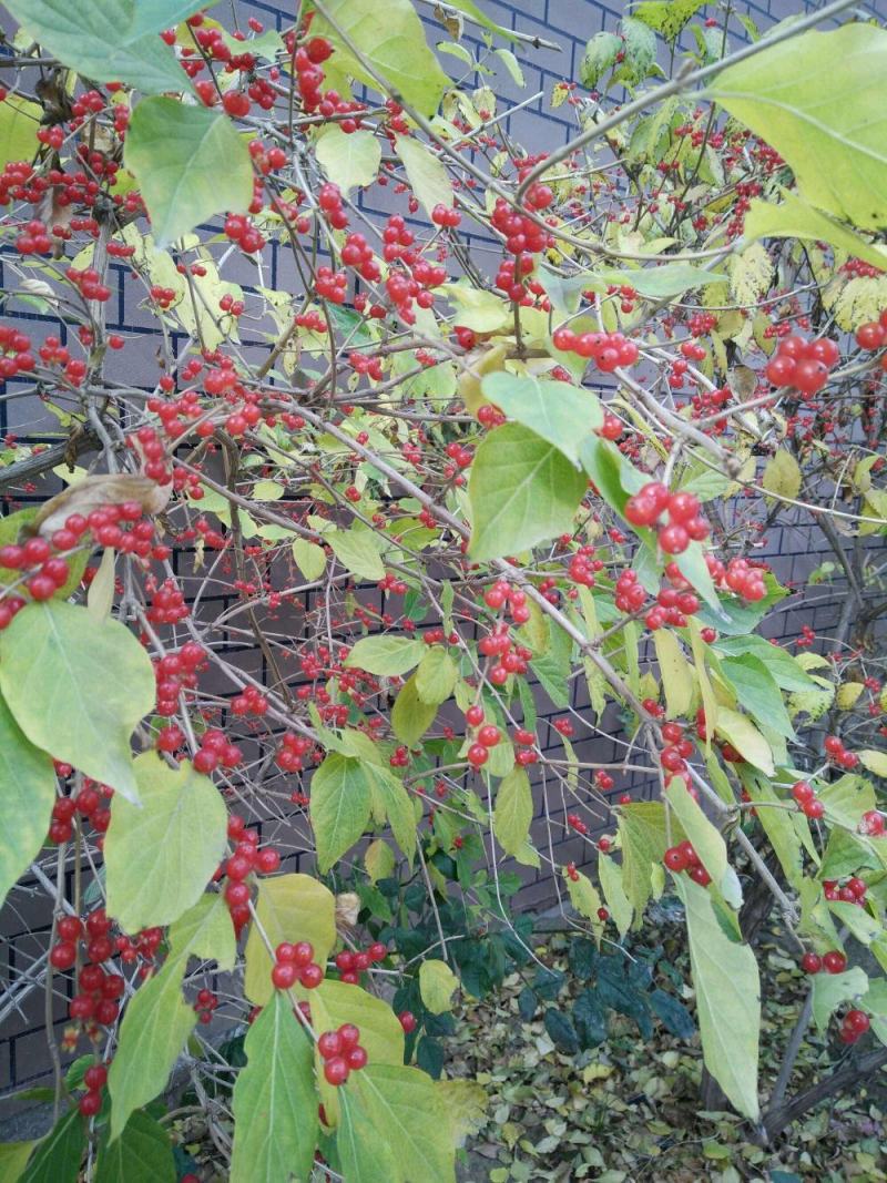 金银木种子花木绿化行道林木苗木植物树种子林木种子