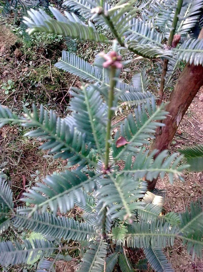 新品红豆杉种子正宗南方红豆杉陈种子沙藏发芽名贵树种子