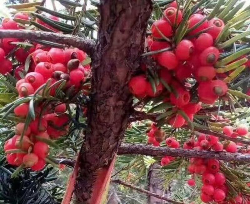 新品红豆杉种子正宗南方红豆杉陈种子沙藏发芽名贵树种子