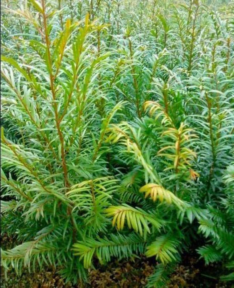 新品红豆杉种子正宗南方红豆杉陈种子沙藏发芽名贵树种子