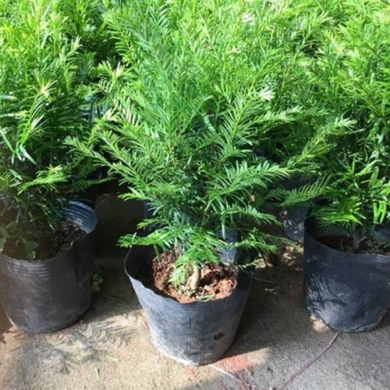 红豆杉树苗盆栽绿植物室内外好养耐寒耐旱庭院阳台吸甲醛