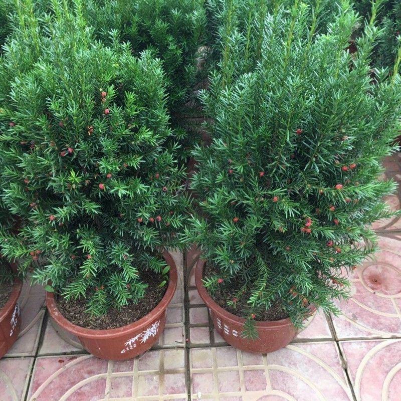 红豆杉树苗盆栽绿植物室内外好养耐寒耐旱庭院阳台吸甲醛