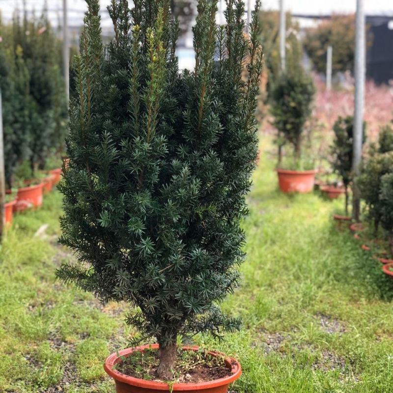 红豆杉树苗盆栽绿植物室内外好养耐寒耐旱庭院阳台吸甲醛