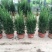 红豆杉树苗盆栽绿植物室内外好养耐寒耐旱庭院阳台吸甲醛