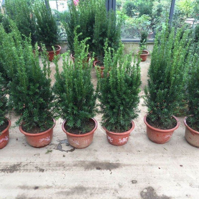 红豆杉树苗盆栽绿植物室内外好养耐寒耐旱庭院阳台吸甲醛