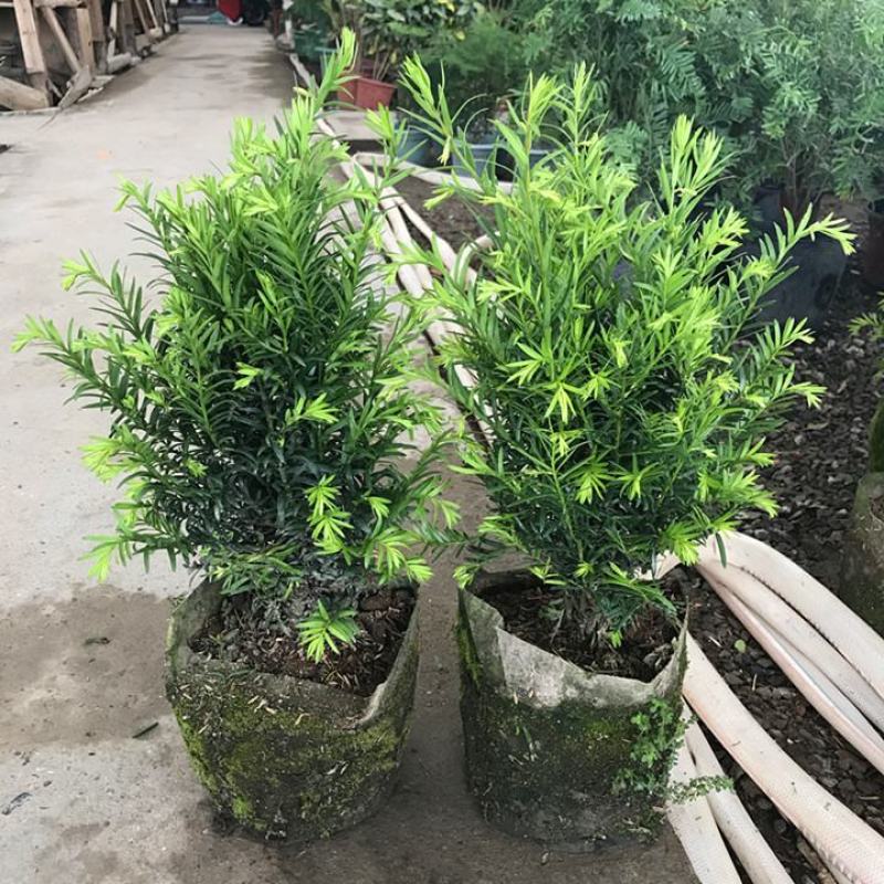 红豆杉树苗盆栽绿植物室内外好养耐寒耐旱庭院阳台吸甲醛