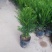 红豆杉树苗盆栽绿植物室内外好养耐寒耐旱庭院阳台吸甲醛