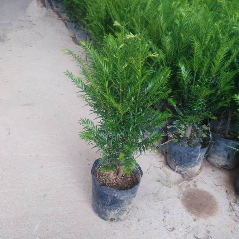 红豆杉树苗盆栽绿植物室内外好养耐寒耐旱庭院阳台吸甲醛