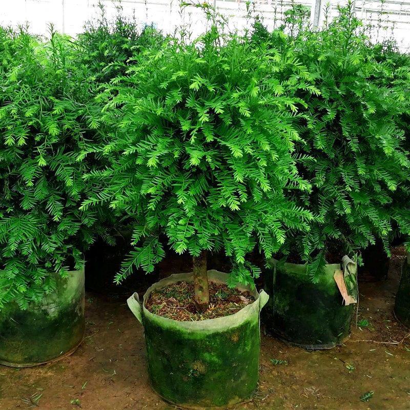 红豆杉树苗盆栽绿植物室内外好养耐寒耐旱庭院阳台吸甲醛