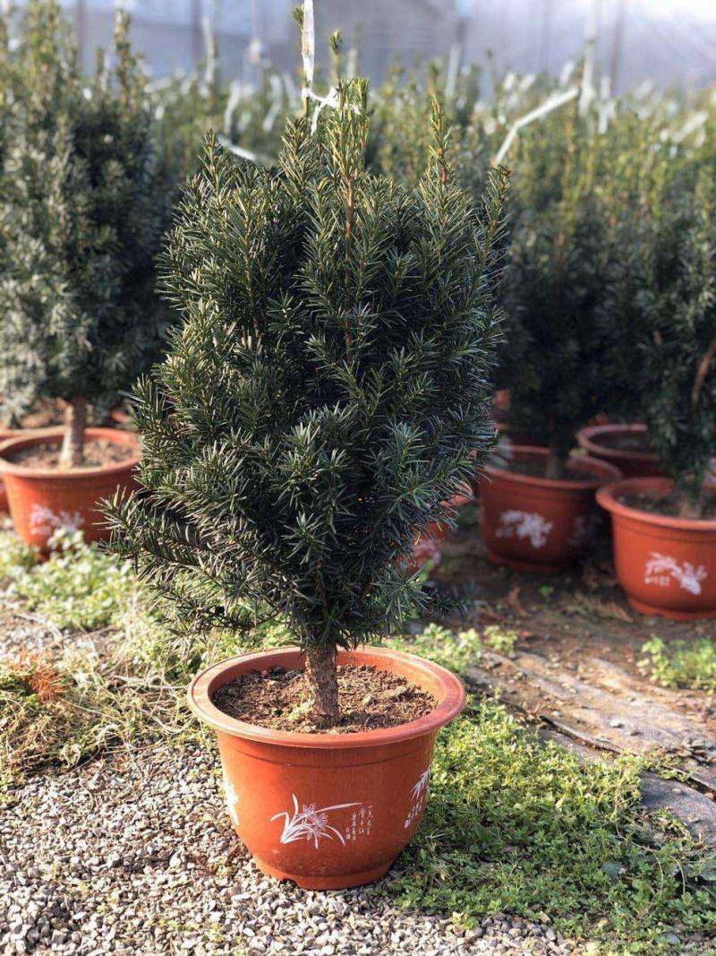 红豆杉树苗盆栽绿植物室内外好养耐寒耐旱庭院阳台吸甲醛