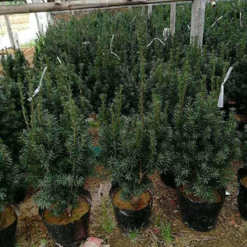 红豆杉树苗盆栽绿植物室内外好养耐寒耐旱庭院阳台吸甲醛