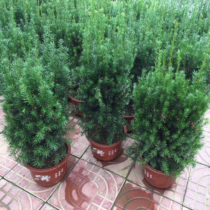 红豆杉树苗盆栽绿植物室内外好养耐寒耐旱庭院阳台吸甲醛