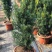红豆杉树苗盆栽绿植物室内外好养耐寒耐旱庭院阳台吸甲醛