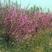 当季新采榆叶梅种子小桃红榆叶鸾枝种子绿化林木苗木