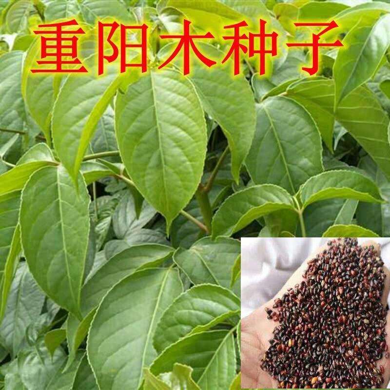 林木种子新采重阳木种子当年新种籽花卉种籽园林绿化苗