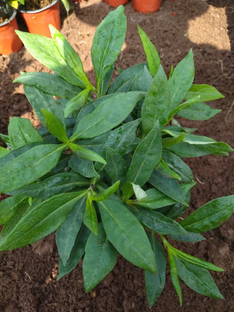 出售双色盆大叶宿根福禄考芽子多货量好价格低
