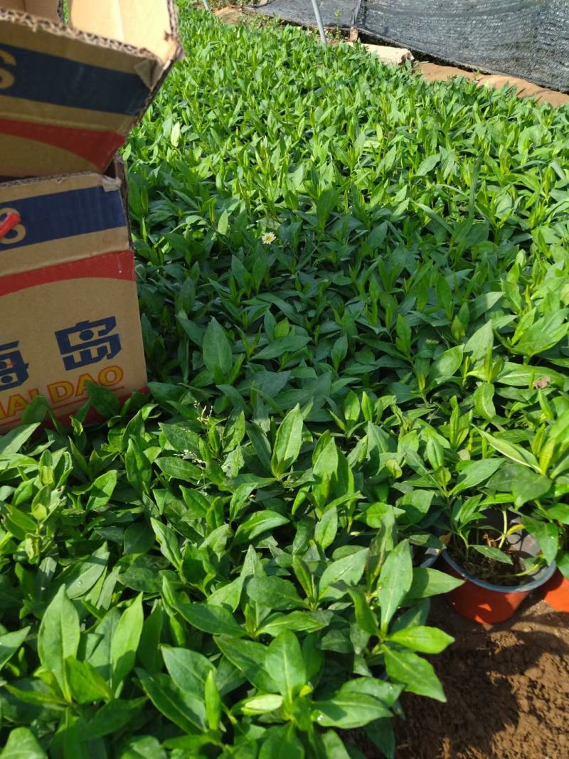 出售双色盆大叶宿根福禄考芽子多货量好价格低