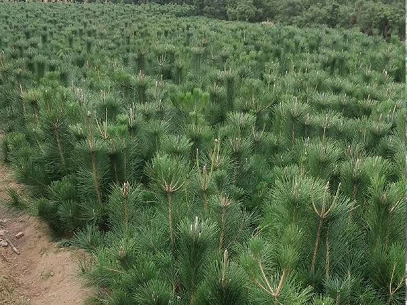 新采黑松种子大面积种植园林种子日本黑松黑松种子
