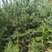 新采黑松种子大面积种植园林种子日本黑松黑松种子