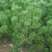 新采黑松种子大面积种植园林种子日本黑松黑松种子