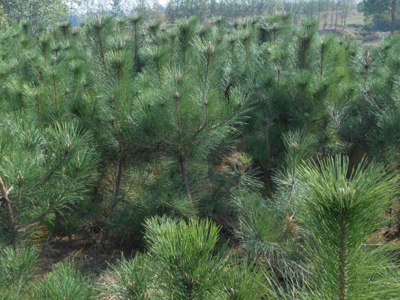 新采黑松种子大面积种植园林种子日本黑松黑松种子