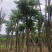凤凰木12-25公分骨架货大量出售基地直销可视频看货
