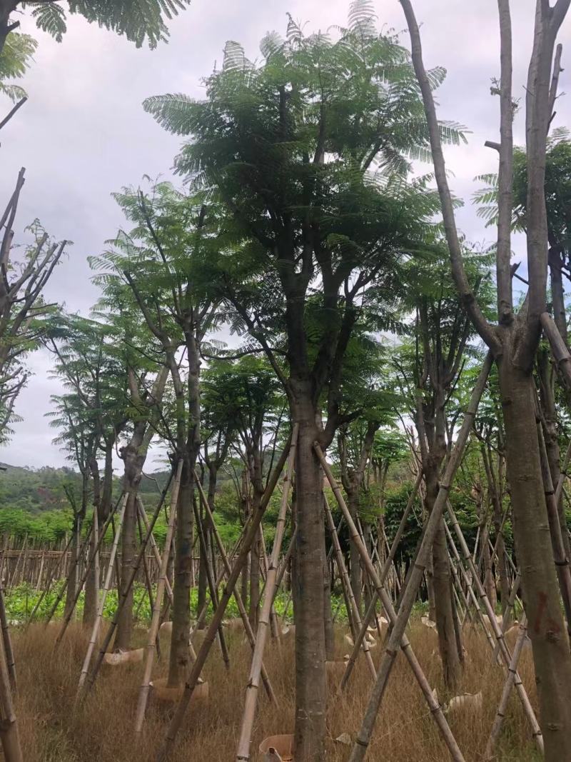 凤凰木12-25公分骨架货大量出售基地直销可视频看货
