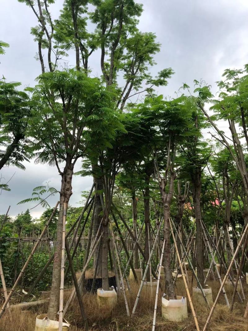 凤凰木12-25公分骨架货大量出售基地直销可视频看货