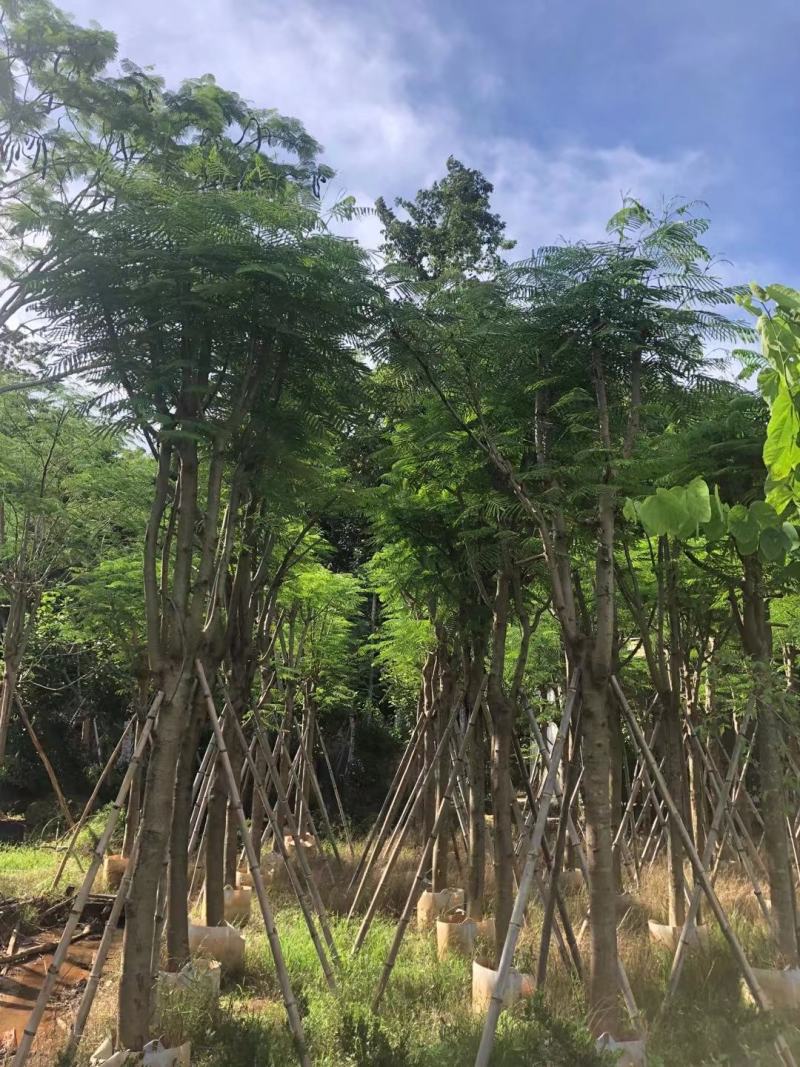 凤凰木12-25公分骨架货大量出售基地直销可视频看货