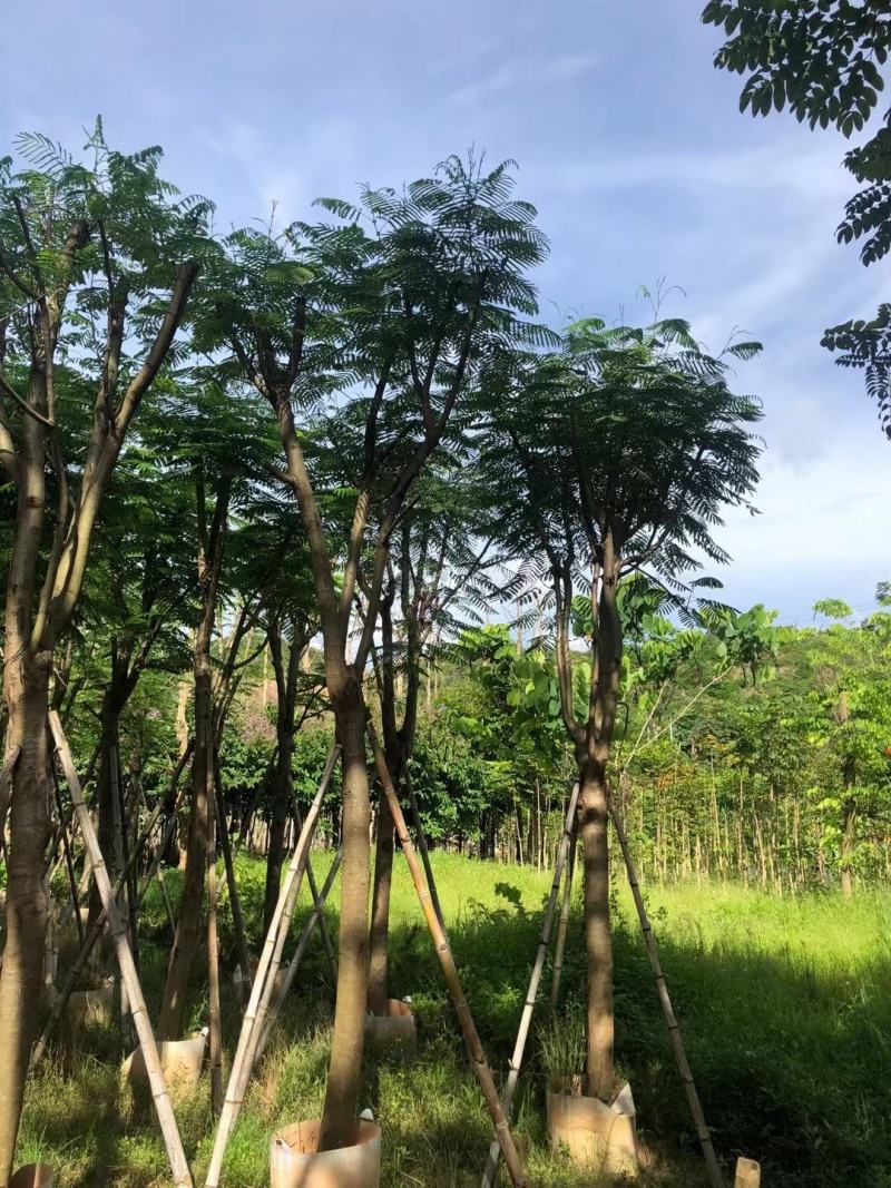 凤凰木12-25公分骨架货大量出售基地直销可视频看货