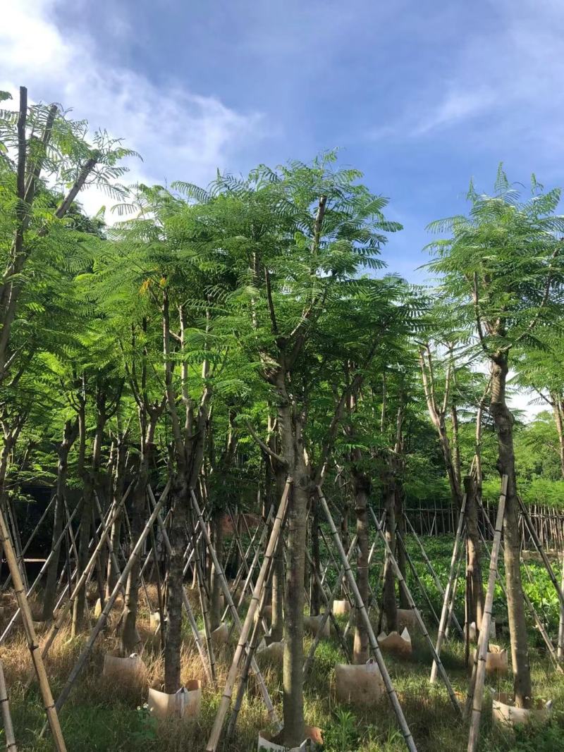 凤凰木12-25公分骨架货大量出售基地直销可视频看货