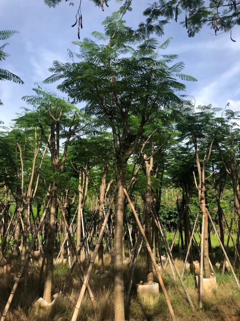 凤凰木12-25公分骨架货大量出售基地直销可视频看货