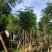 凤凰木12-25公分骨架货大量出售基地直销可视频看货