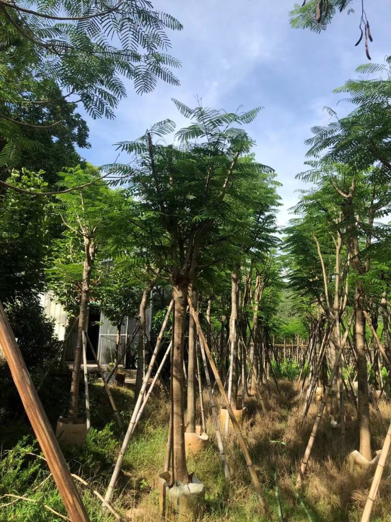 凤凰木12-25公分骨架货大量出售基地直销可视频看货