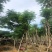 凤凰木12-25公分骨架货大量出售基地直销可视频看货
