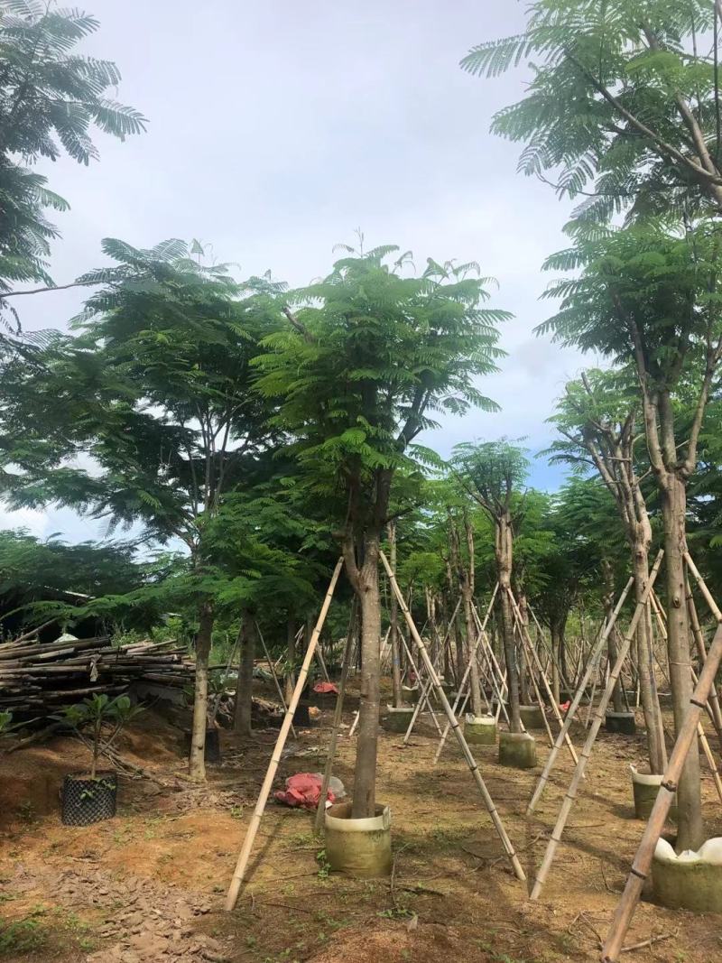 凤凰木12-25公分骨架货大量出售基地直销可视频看货
