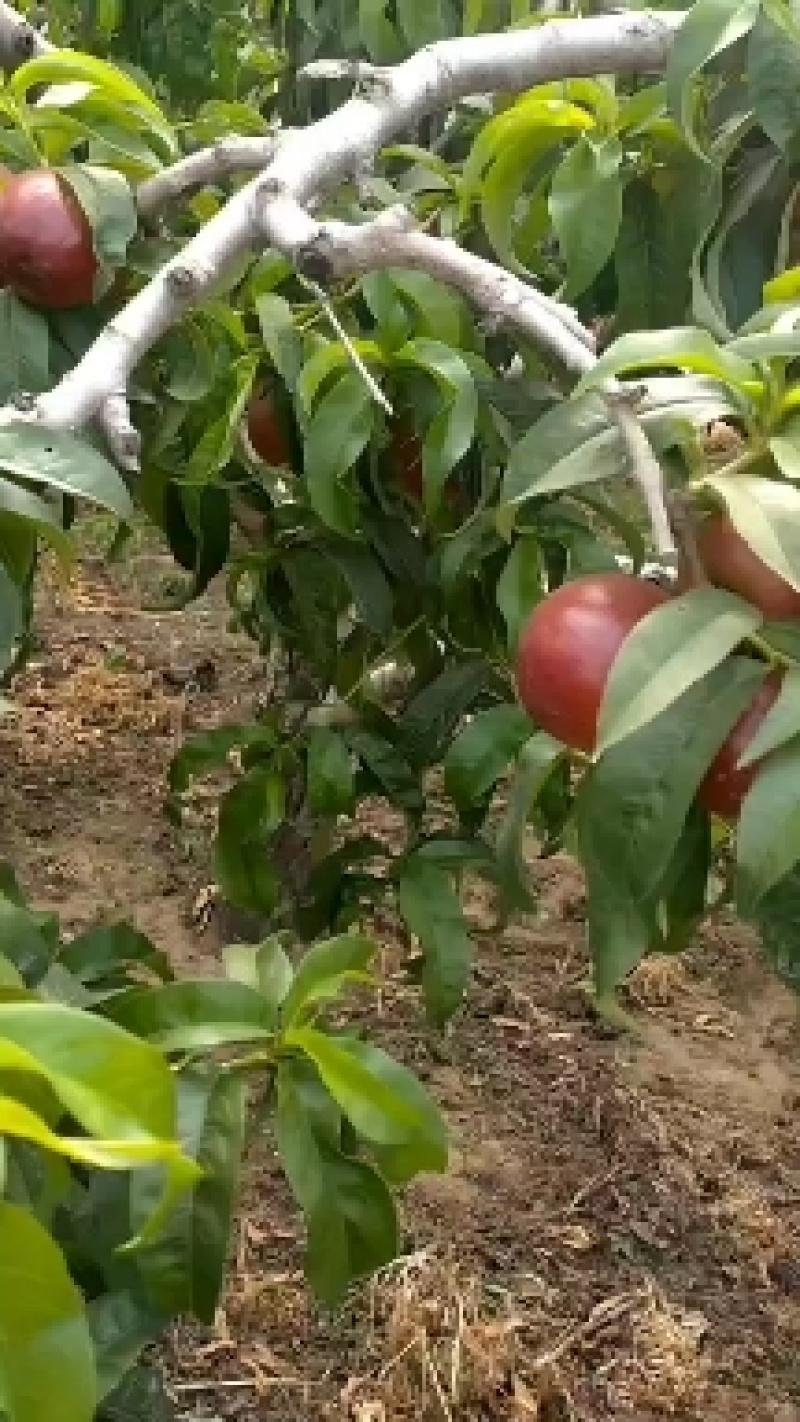 山东陆地油桃大量上市了，颜色好口感脆甜质量好欢迎新老客户