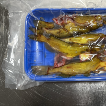 活杀三去黄骨鱼接受轻微脱皮可以下单广东省内包邮