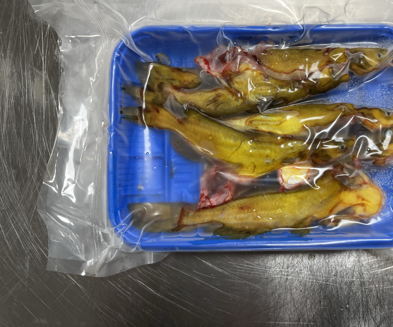 活杀三去黄骨鱼接受轻微脱皮可以下单广东省内包邮