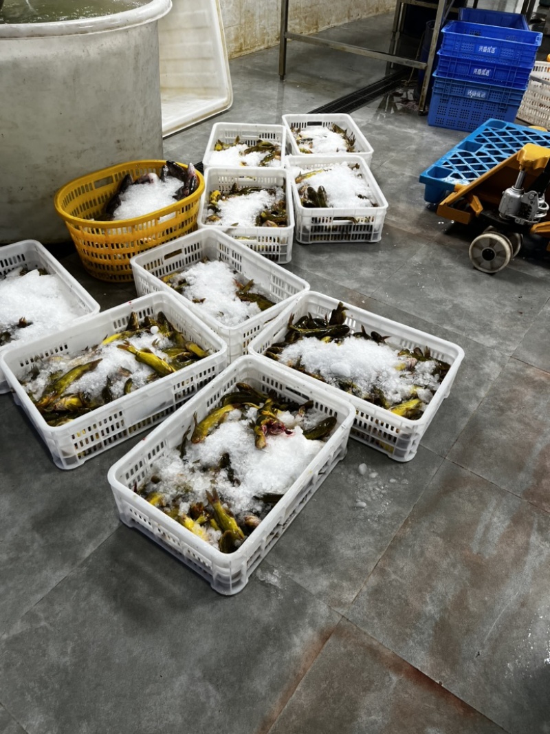 活杀三去黄骨鱼接受轻微脱皮可以下单广东省内包邮