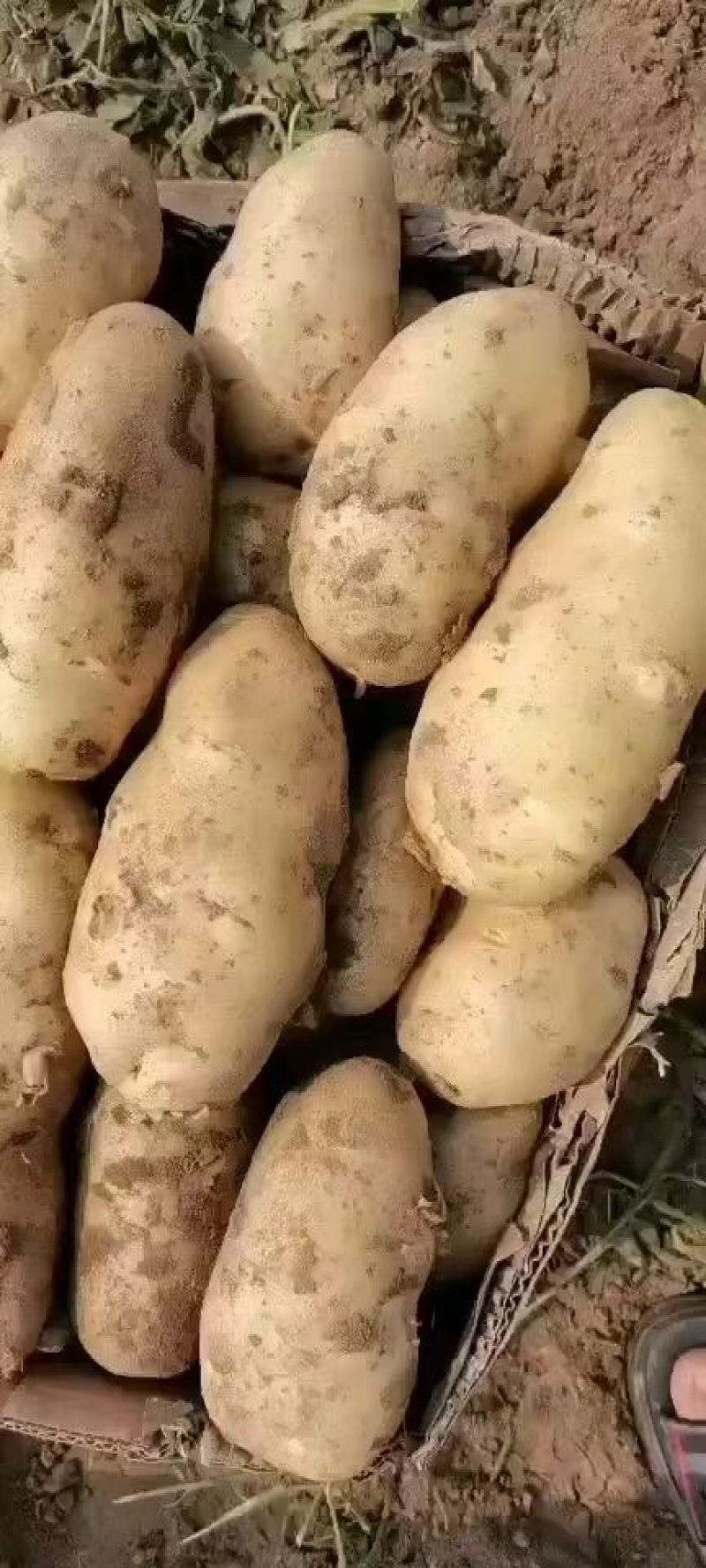 【热销】沃土，希森，V7，荷兰，226白心黄心土豆