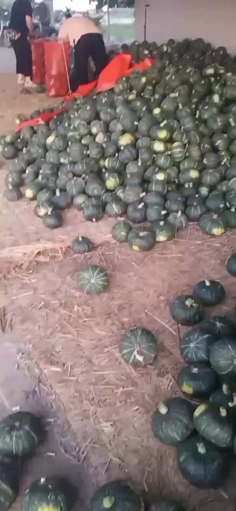 板栗南瓜专业种植村庄质量优，价格美丽我愿真诚为广大客服务