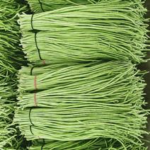 汉中长豆角《豇豆》大量上市，翠绿色条直，可供商超，腌菜厂
