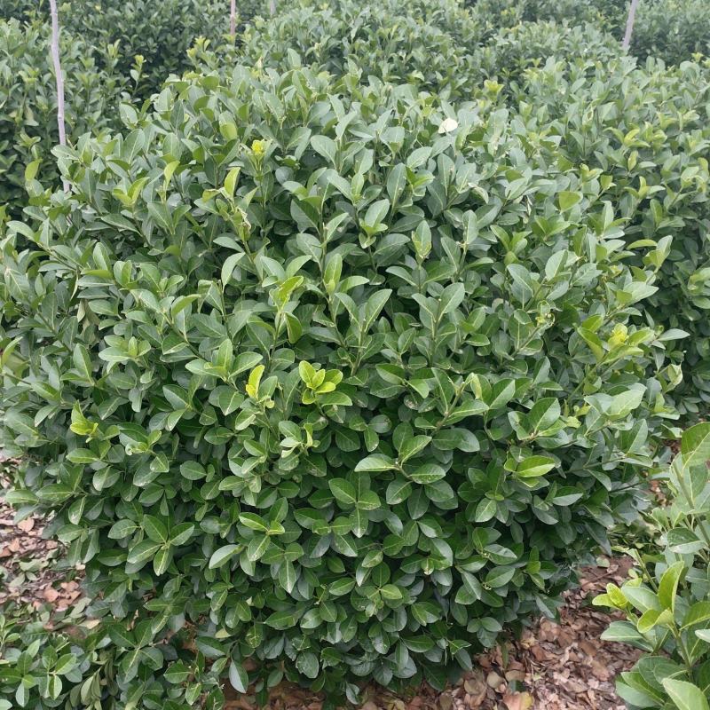 自己苗圃大量出售80～1.2卫矛球
